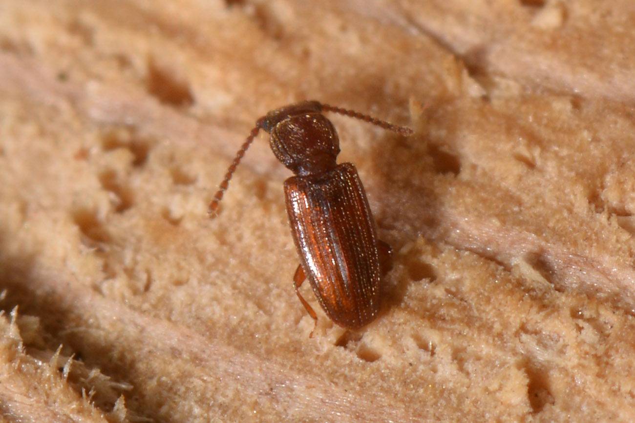 Laemophloeidae: Cryptolestes duplicatus ♂♀